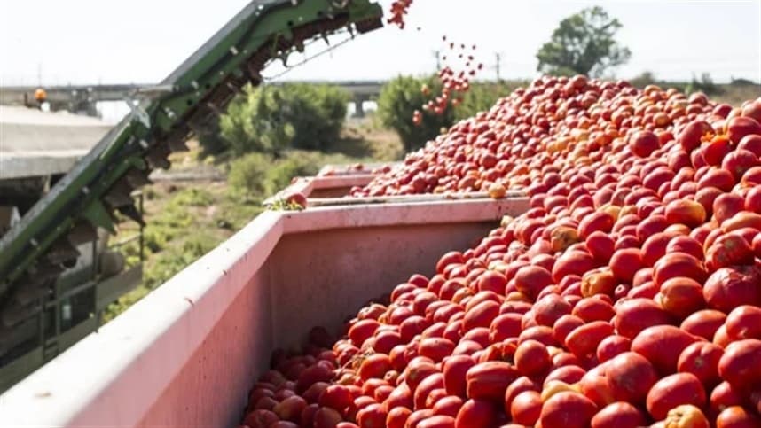 Análise dos custos de produção de tomate em Caçador (SC)