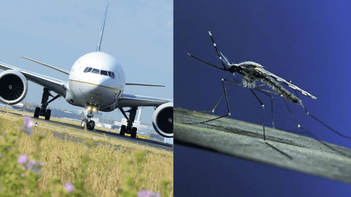 Malária de aeroporto afeta mais de 145 pessoas na Europa desde 1969