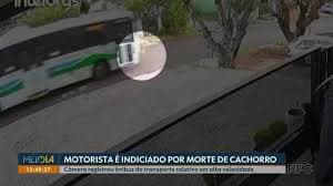 Motorista é Indiciado por Atropelamento de Cachorro em Cascavel