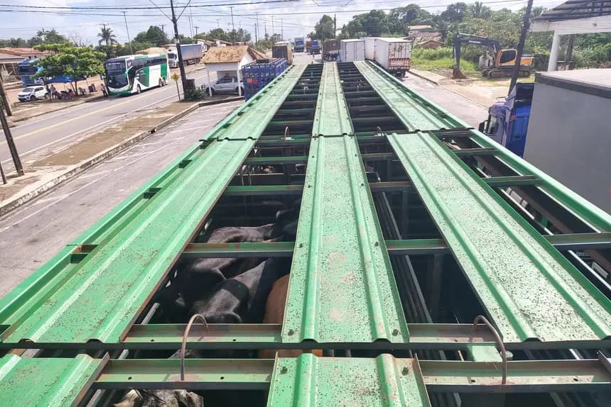 Fiscalização em Cachoeira do Piriá apreende gado e farinha de trigo