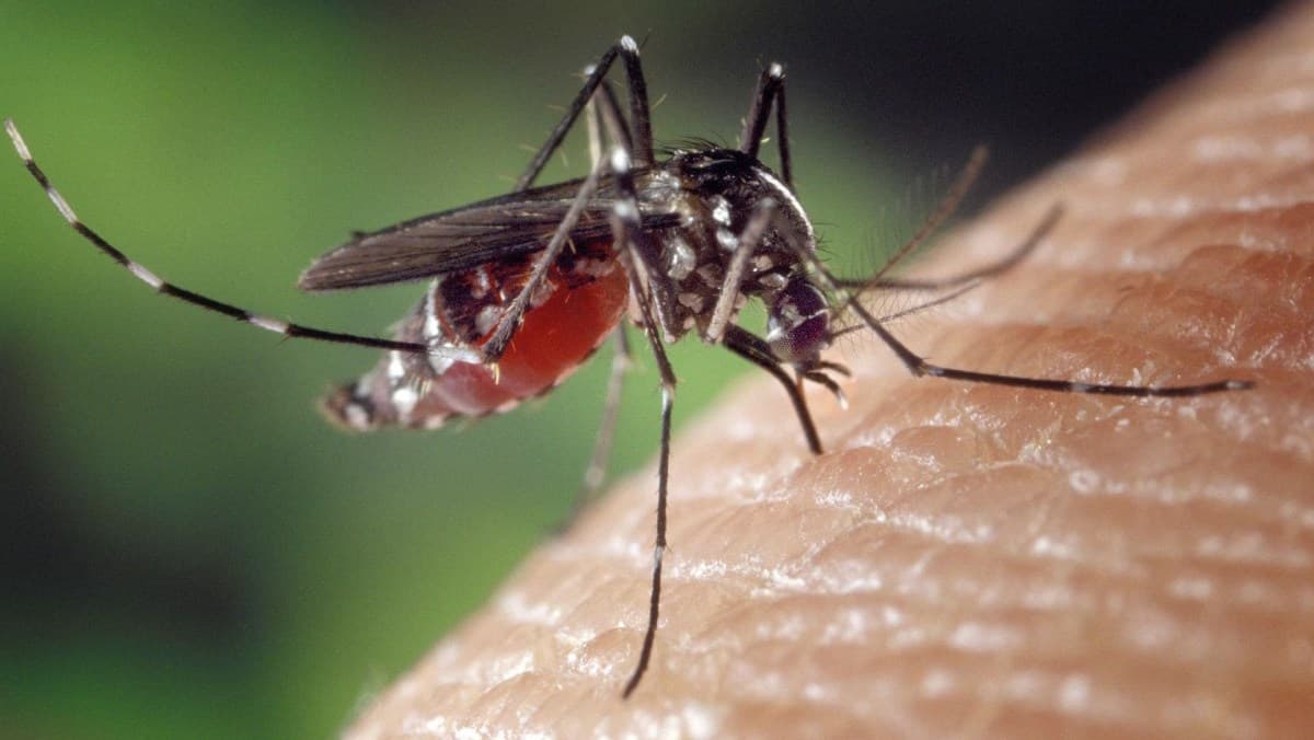 São Paulo registra 58.683 casos e 42 mortes por dengue em 2026