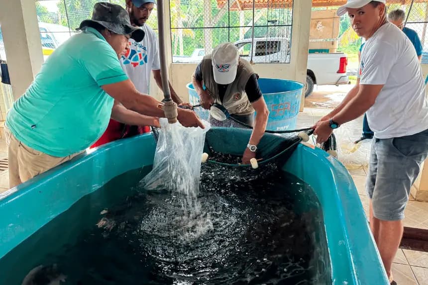 Pará investe em piscicultura e fortalece renda em Uruará