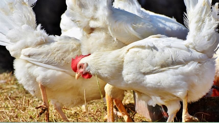 SIAVS 2026 destaca inovação na cadeia de proteína animal em SP