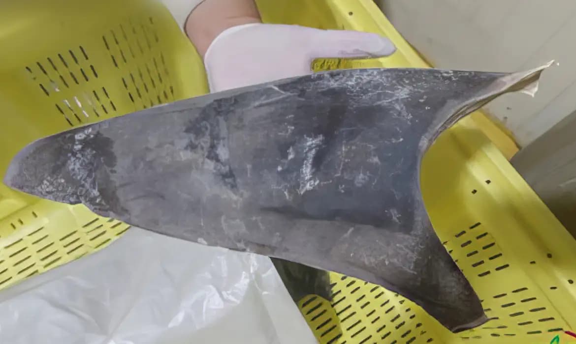 Governo do Brasil Impõe Novas Regras para Proteção do Tubarão-Azul