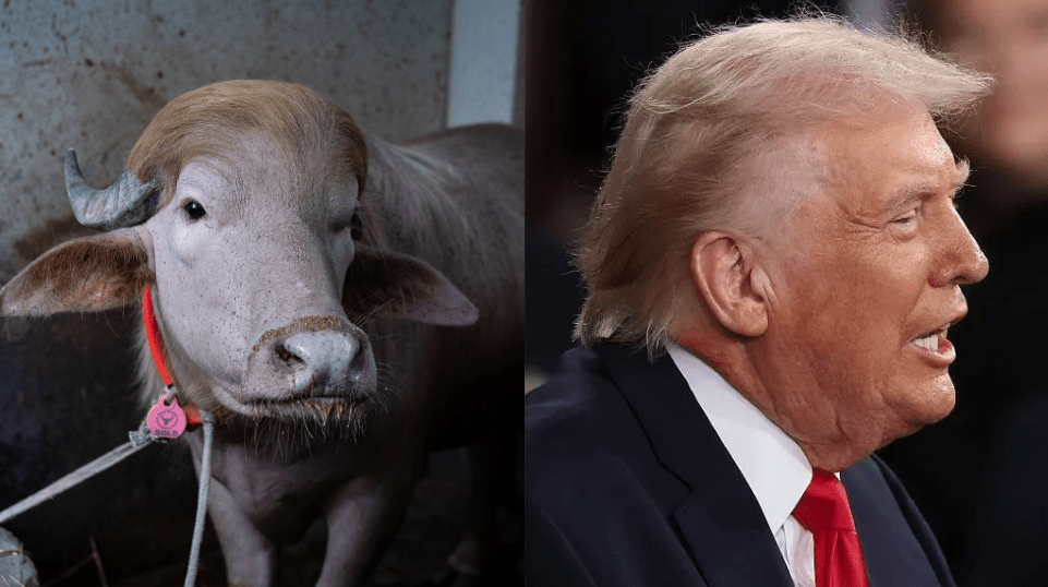 Búfalo albino em Bangladesh ganha fama por semelhança com Trump