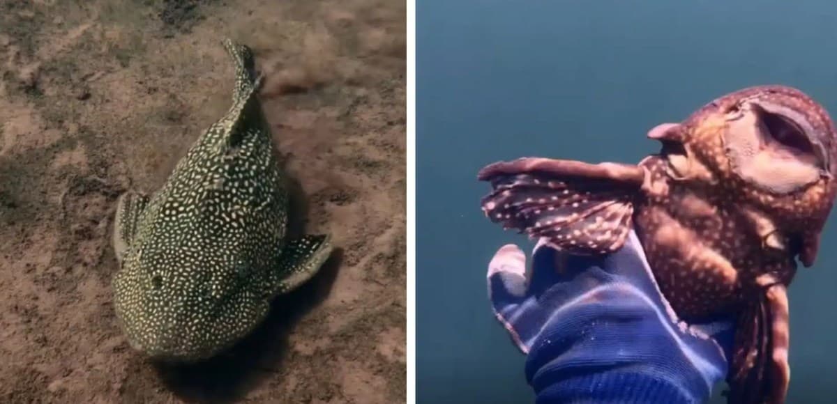 Mergulhador encontra peixe pré-histórico em represa de Goiás