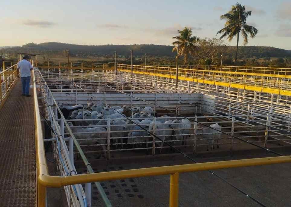 Custo do confinamento de gado no Sudeste atinge menor nível em 23 meses
