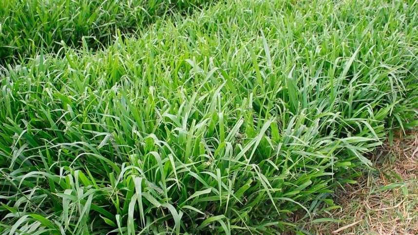 A segurança das sementes de pastagem da safra passada