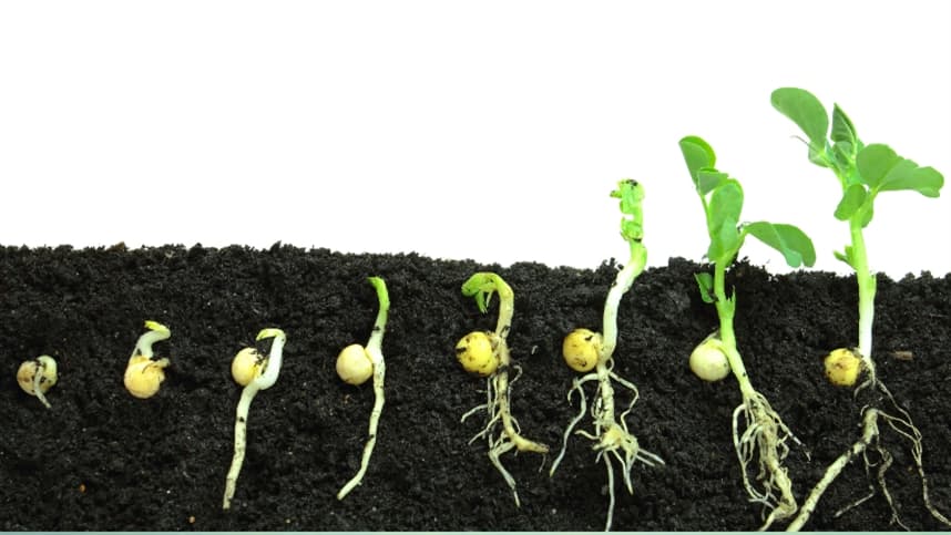 Plantas tratadas com biológicos são mais resistentes à seca: entenda o motivo.