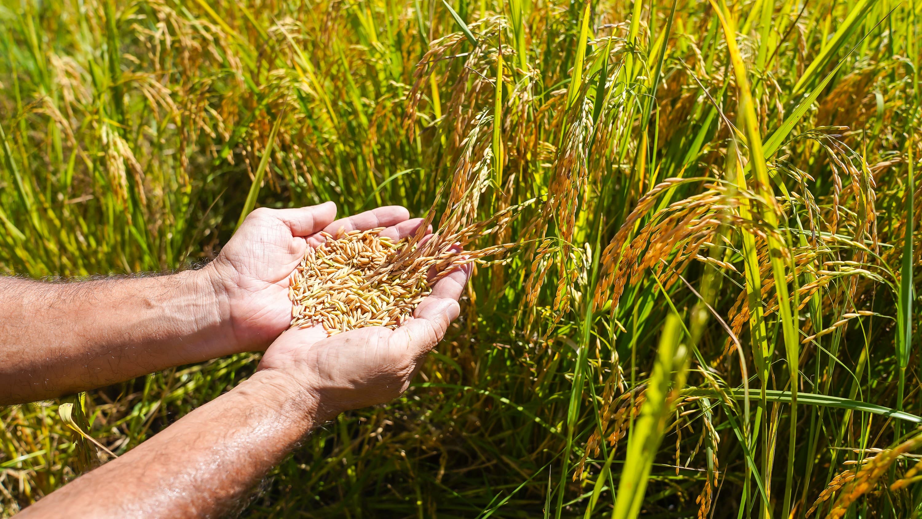Sementes de arroz respondem ao som da chuva, revela estudo do MIT