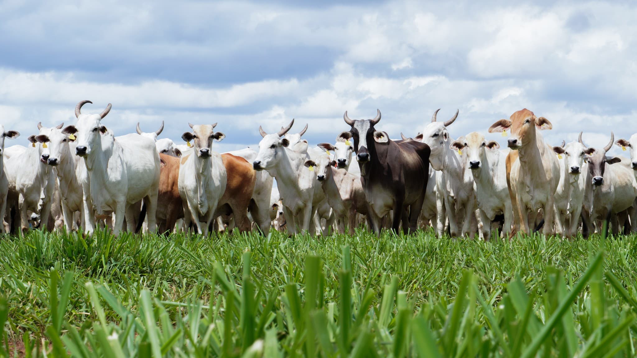 Faep solicita ao Ministério da Agricultura agilidade para exportações à UE