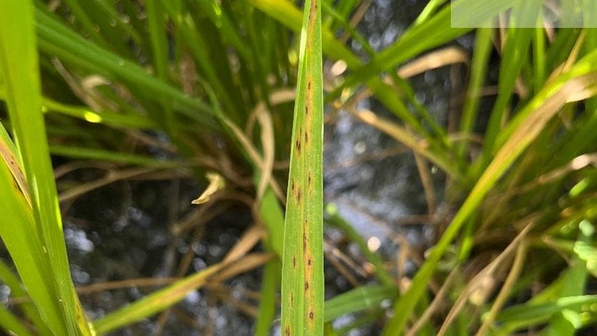 BASF Destaca Importância do Manejo Preventivo na Cultura do Arroz