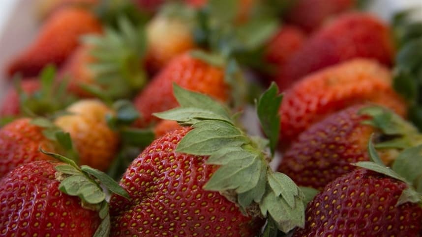 Produção de morangos enfrenta desafios climáticos e pragas