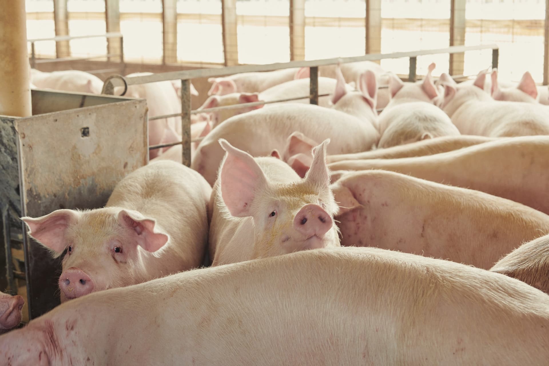 Cargill lança plataforma de saúde animal durante SIAVS 2026