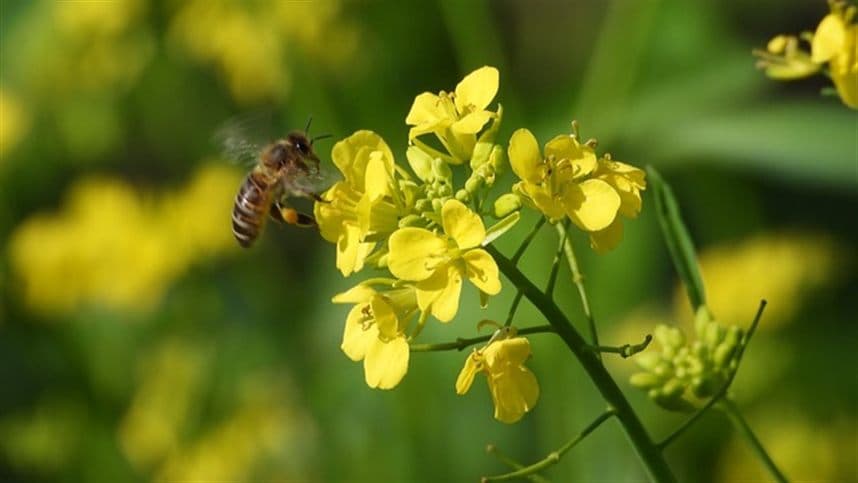 Canola no Brasil reduz em até 55% emissões de combustíveis aéreos