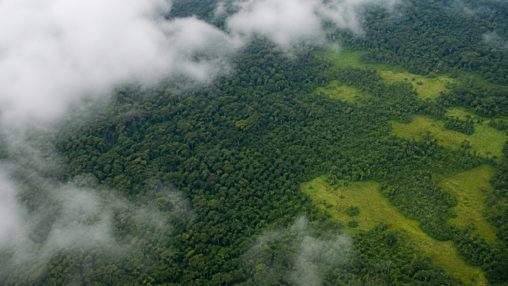 Desmatamento na Amazônia cai 35% em junho de 2026