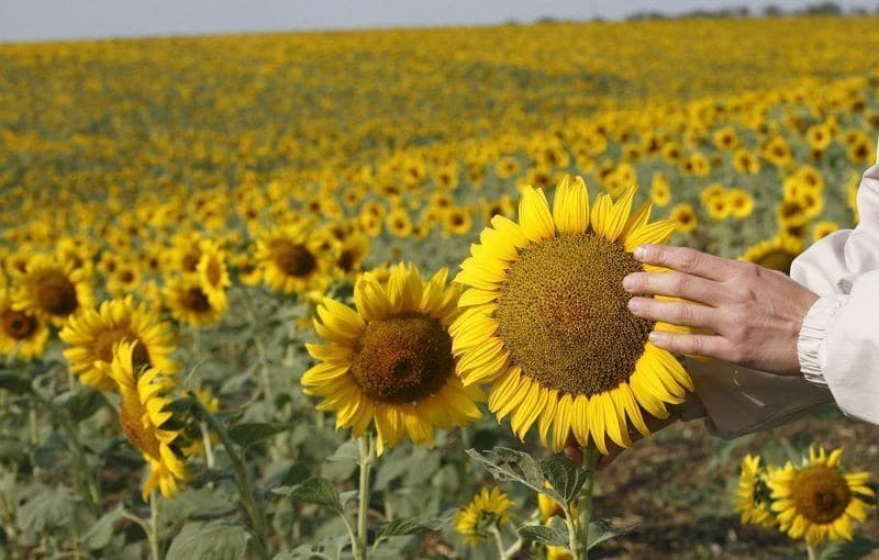 Rússia aumenta vendas de óleo de girassol para China com preço reduzido