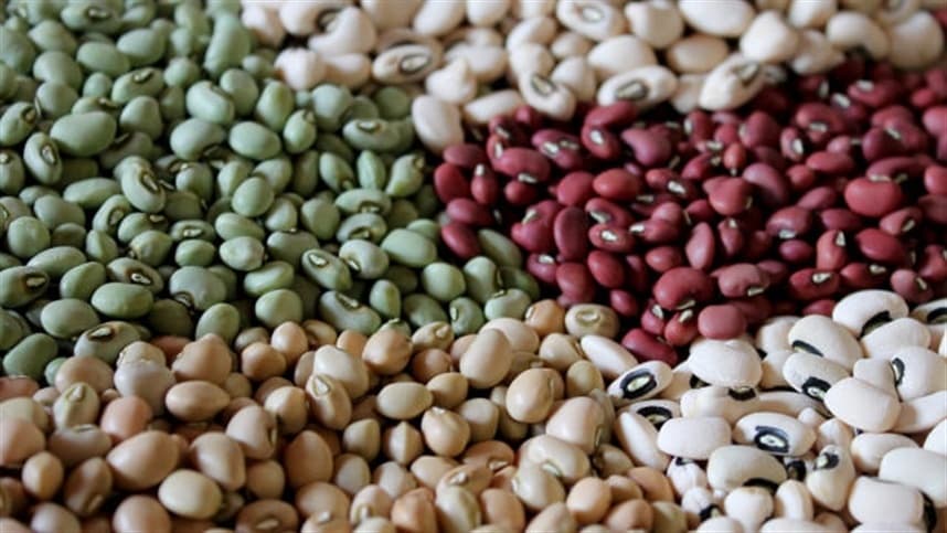 Colheita do feijão no RS avança, mas rendimentos variam