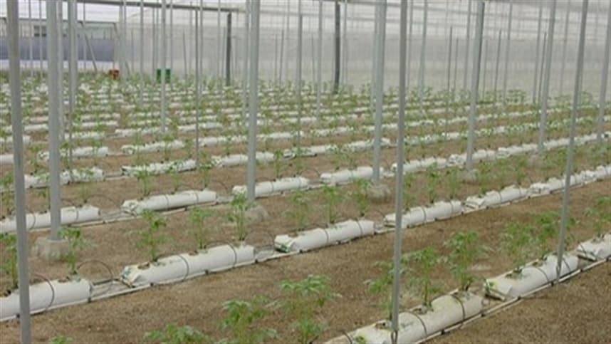 Adubação ideal para plantio de tomate em solo fértil