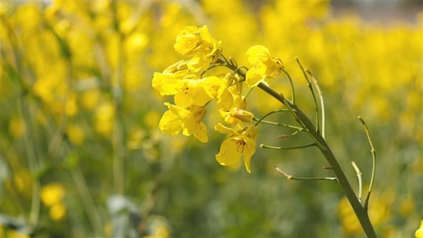 Cultura da canola avança no Rio Grande do Sul, mas doenças preocupação