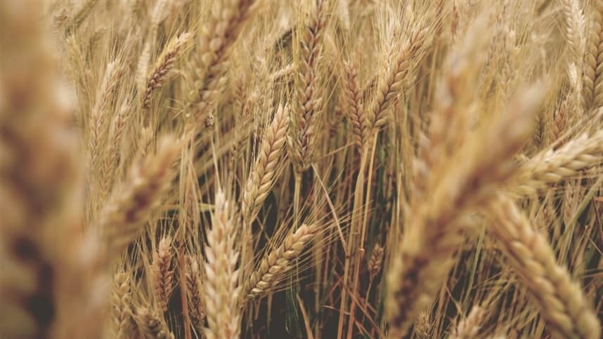 Mercados Agrícolas Registram Alta com Influências Geopolíticas