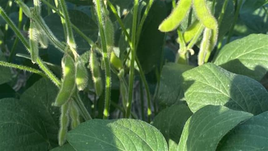 Agrishow 2026 destaca inovações em controle de pragas e manejo de soja