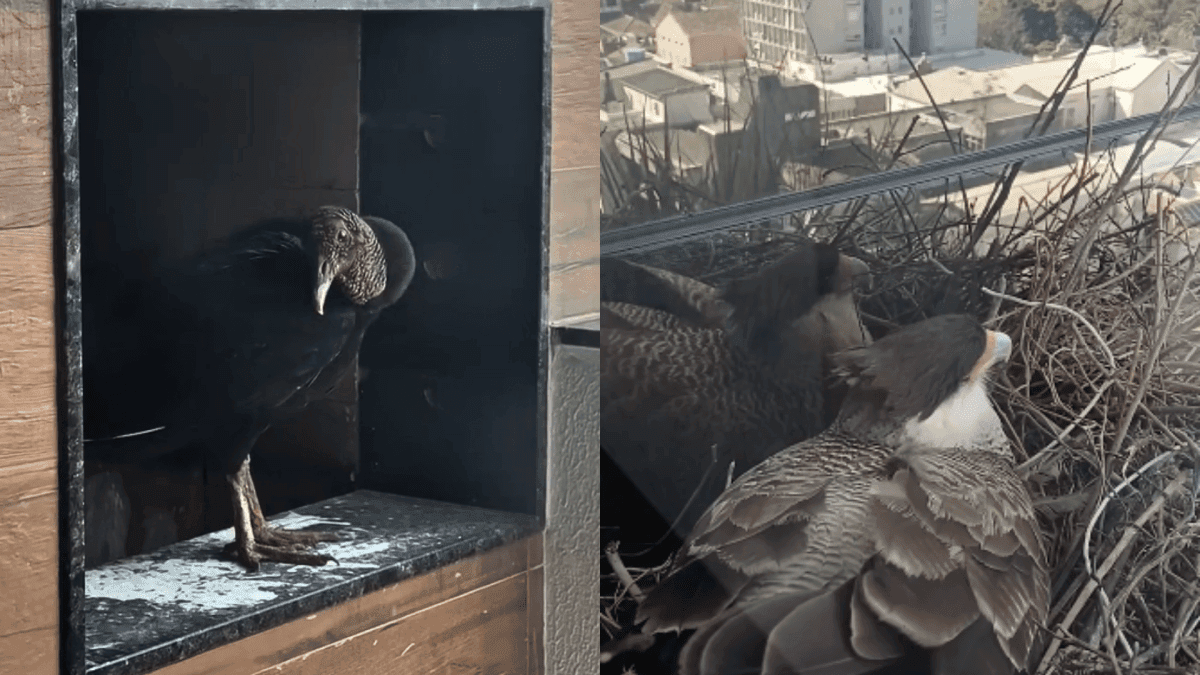 Pássaros invadem apartamentos em áreas urbanas; saiba como agir