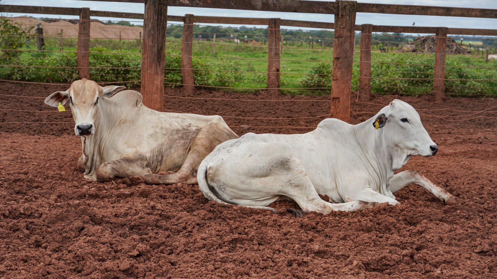 CMN reduz juros para financiamentos agrícolas em 2023