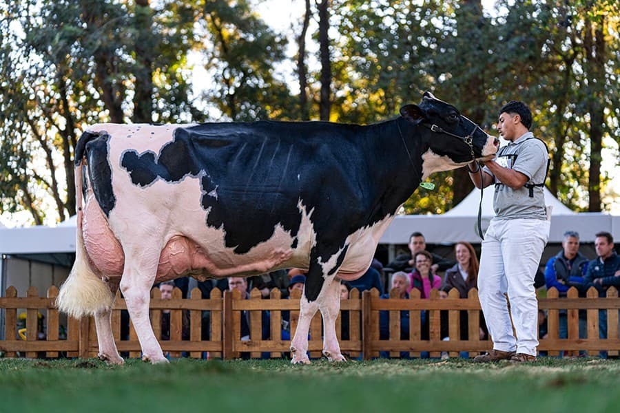 52ª Expoleite destaca genética do leite em Arapoti até sábado