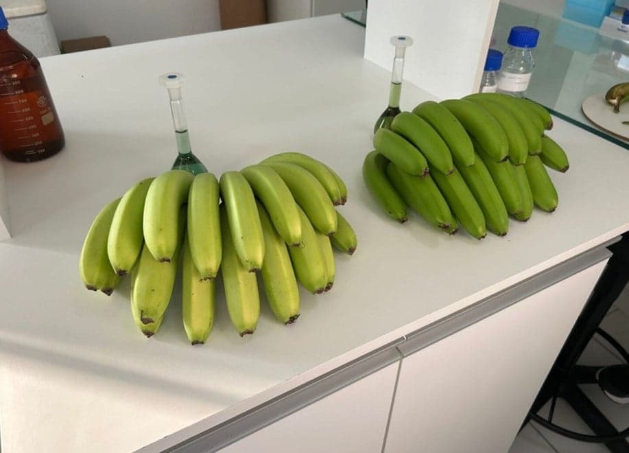 Nova variedade de banana é registrada em Santa Catarina