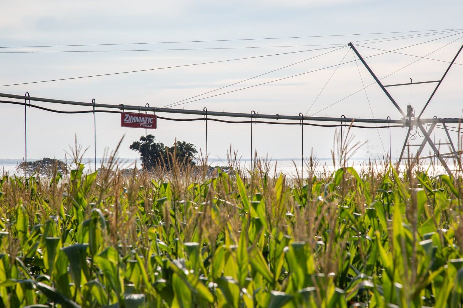 Irrigação potencializa a produtividade da pecuária no Brasil