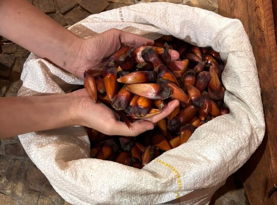 SP oferece R$ 36 mil a produtores para preservar araucária