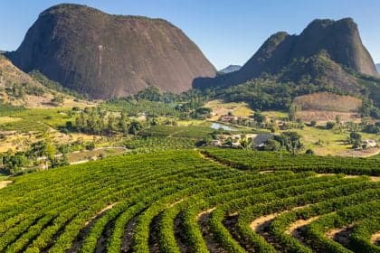 Consumo de café no Brasil recua devido a preços altos e qualidade