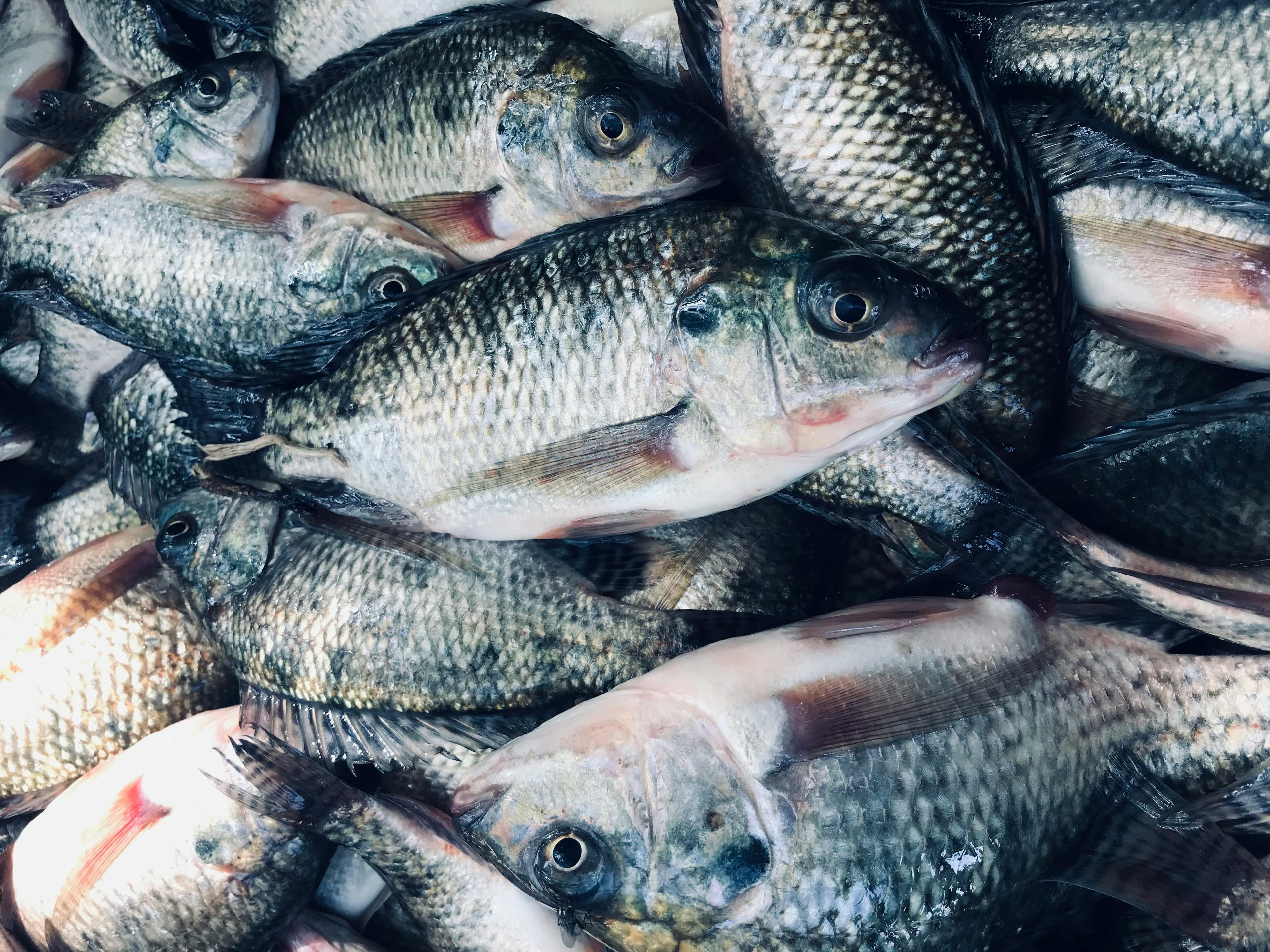 CNA pede suspensão de importações de pescado do Vietnã