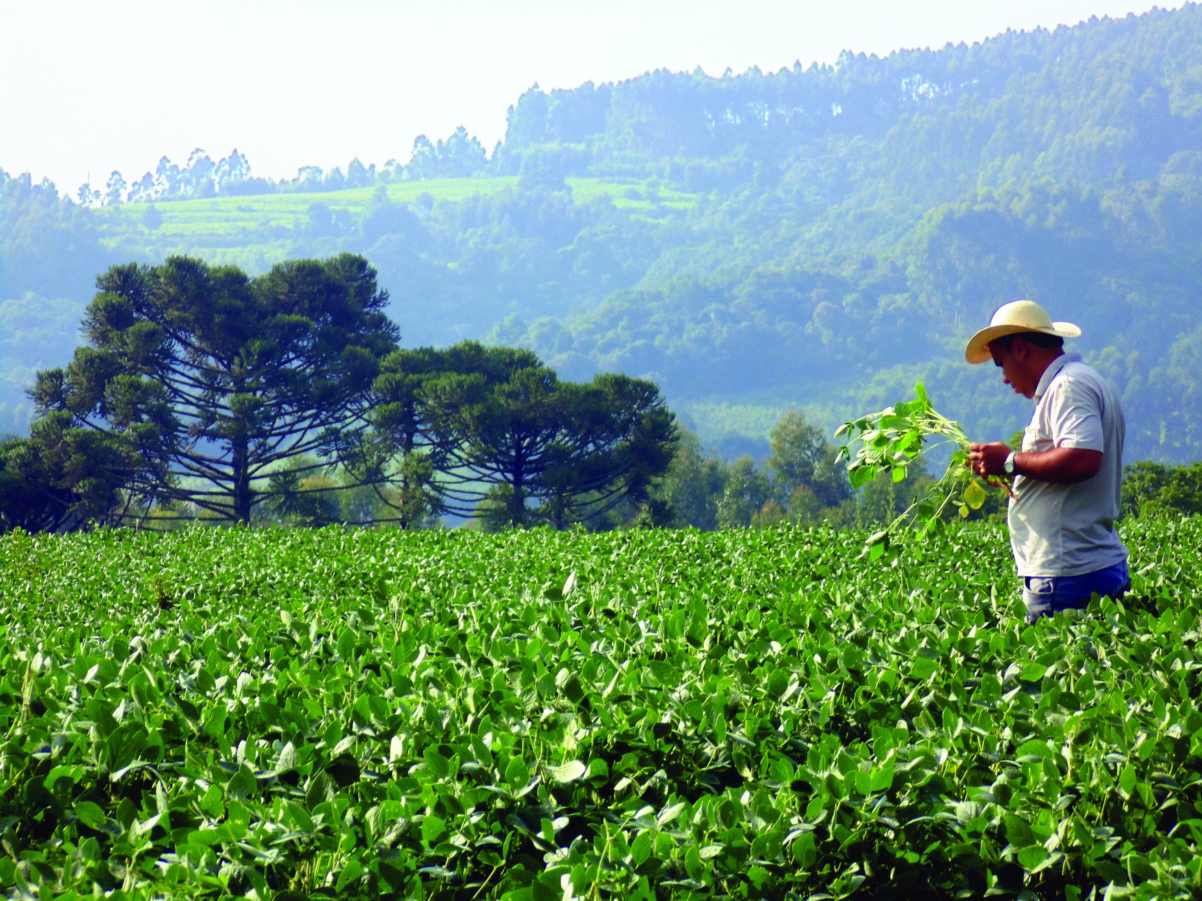 Taxa de juros para práticas sustentáveis avança lentamente no setor rural