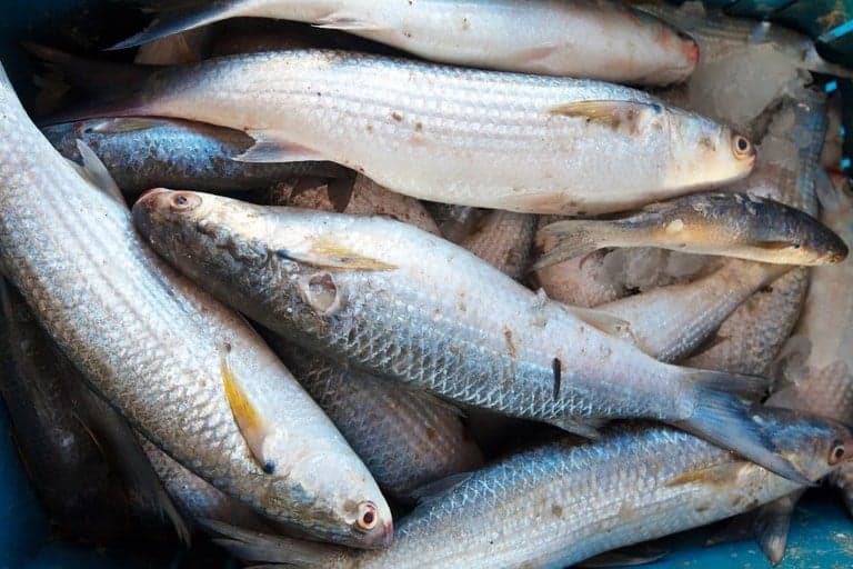 CNA pede suspensão de importações de pescado do Vietnã