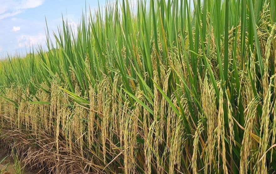 Queda do cultivo de arroz no RS gera incertezas para safra 2025/26