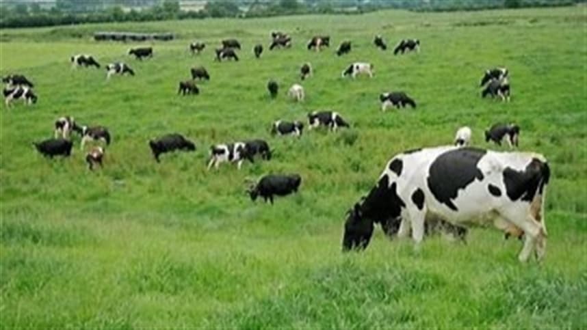Nova plataforma ajuda na redução da mortalidade animal na Argentina