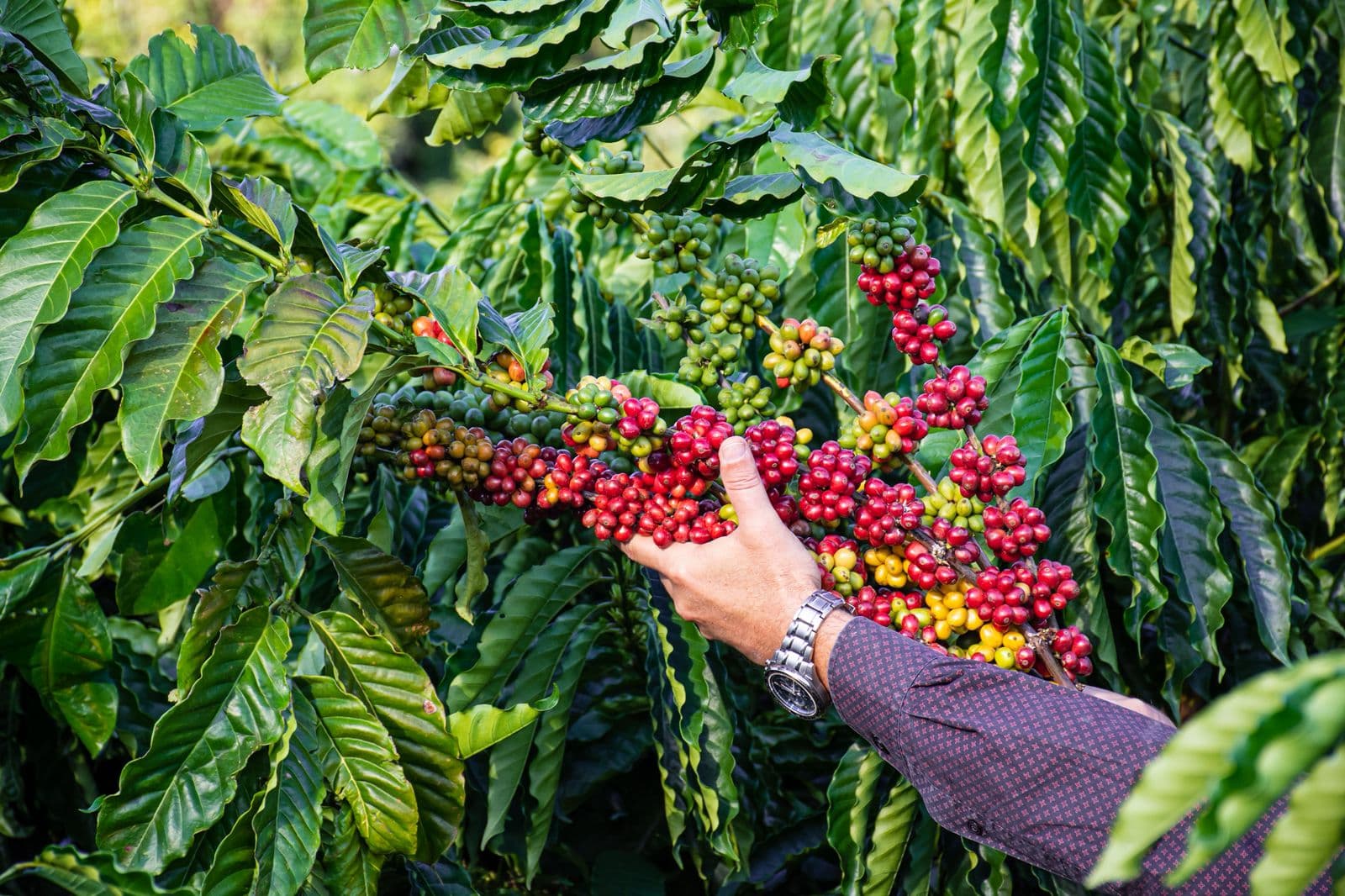 Preocupação com El Niño afeta expectativas da safra 2027/28 de café