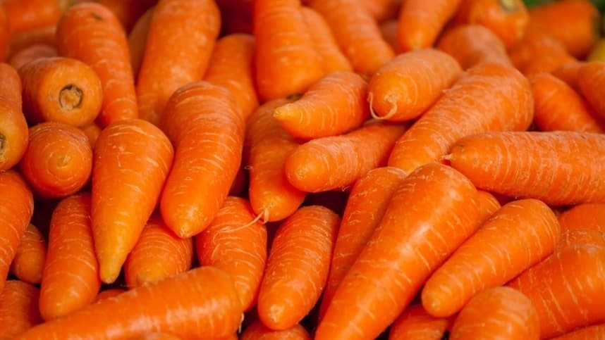 Atraso da safra de inverno de cenoura no RS devido às chuvas interferem no início da colheita