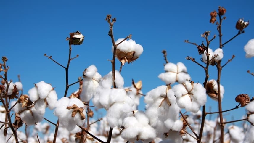 Cotonicultura baiana discute desafios e potencial de produção