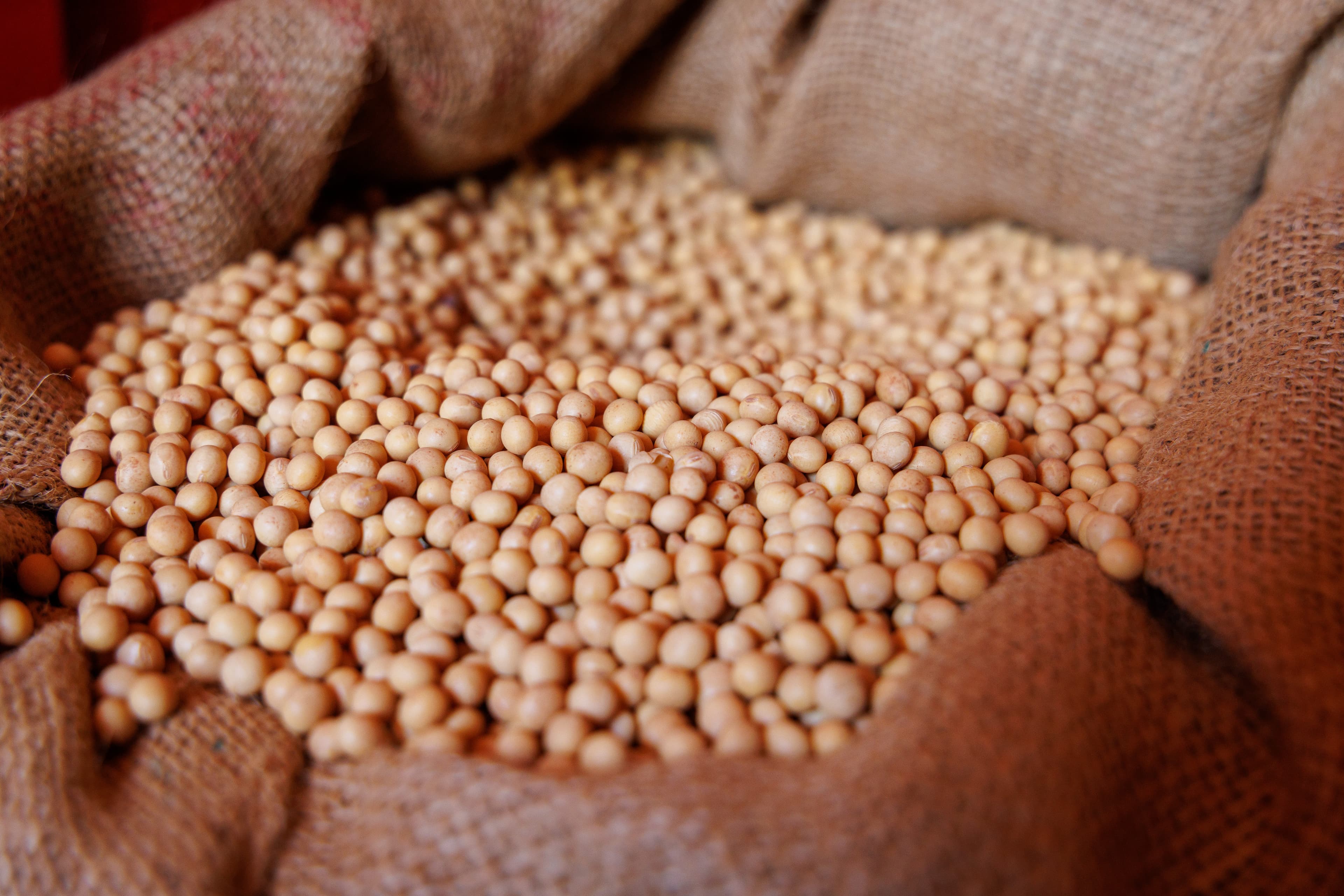 Soja e Trigo têm Alta na Bolsa de Chicago; Milho Regride em Negociações