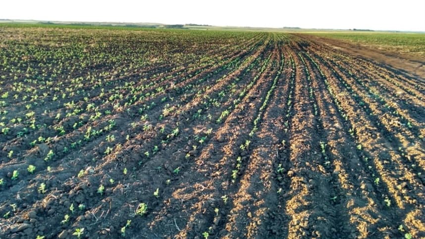 Desafios climáticos no outono afetam lavouras na Argentina e Brasil