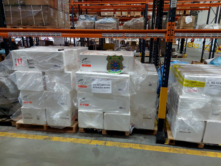 Ibama apreende 1.250 quilos de camarão irregular em Guarulhos