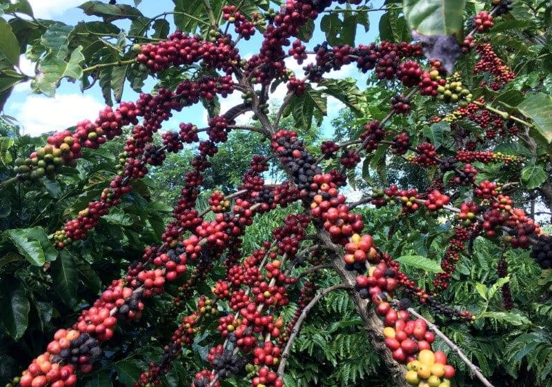 Café de Rondônia estima safra recorde apesar do risco de El Niño