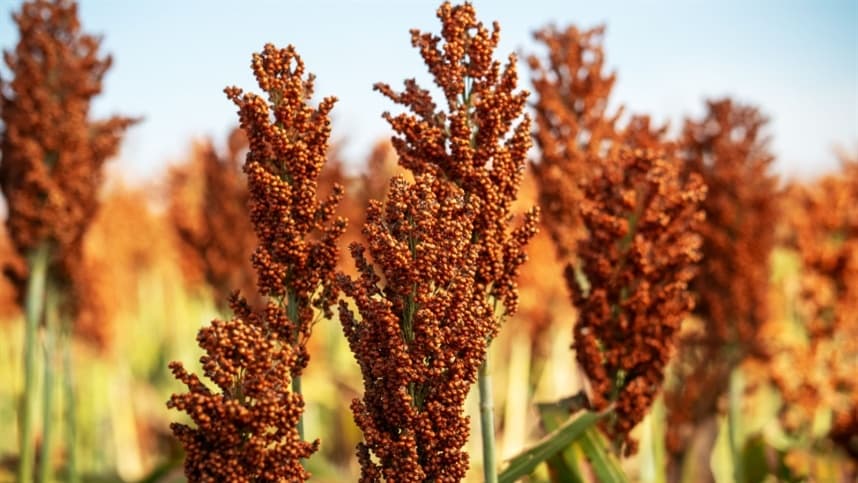 Produtores de Mato Grosso adotam sorgo devido à escassez de chuvas