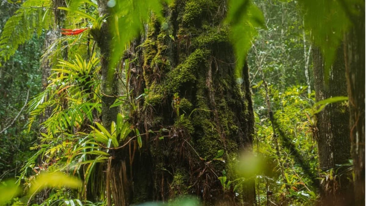 Projeto de recuperação ambiental transforma canavial em floresta nativa na Austrália