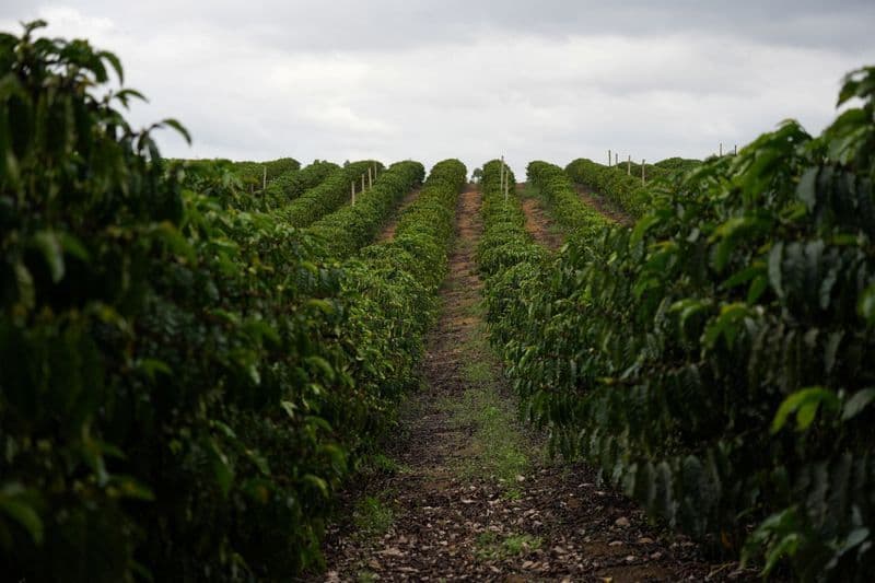 Desconfiança de cafeicultores sobre safra de 2026 em Minas Gerais