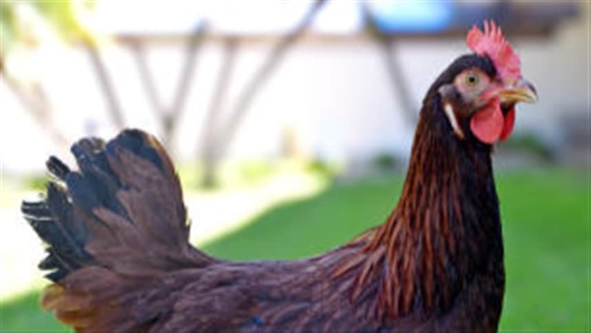 Brasil exporta para Angola a primeira remessa de genética desenvolvida pela Embrapa