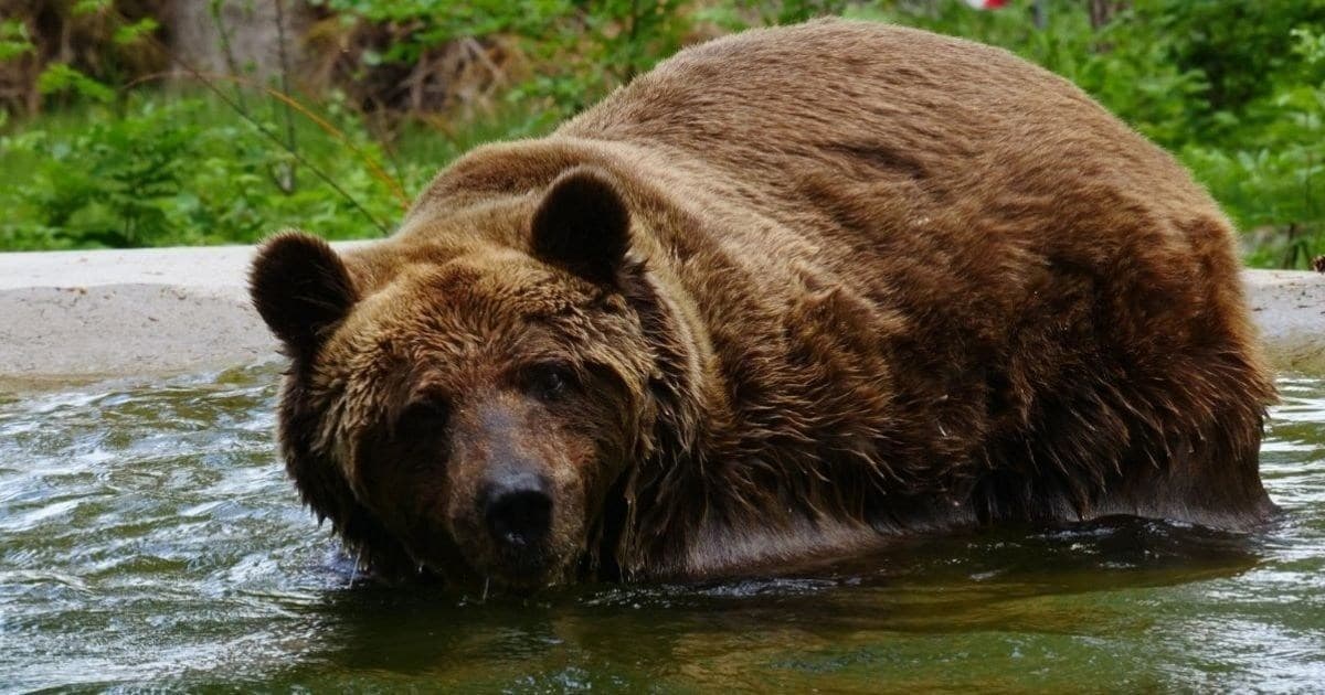 Urso Felix realiza sua primeira hibernação após resgate na Áustria
